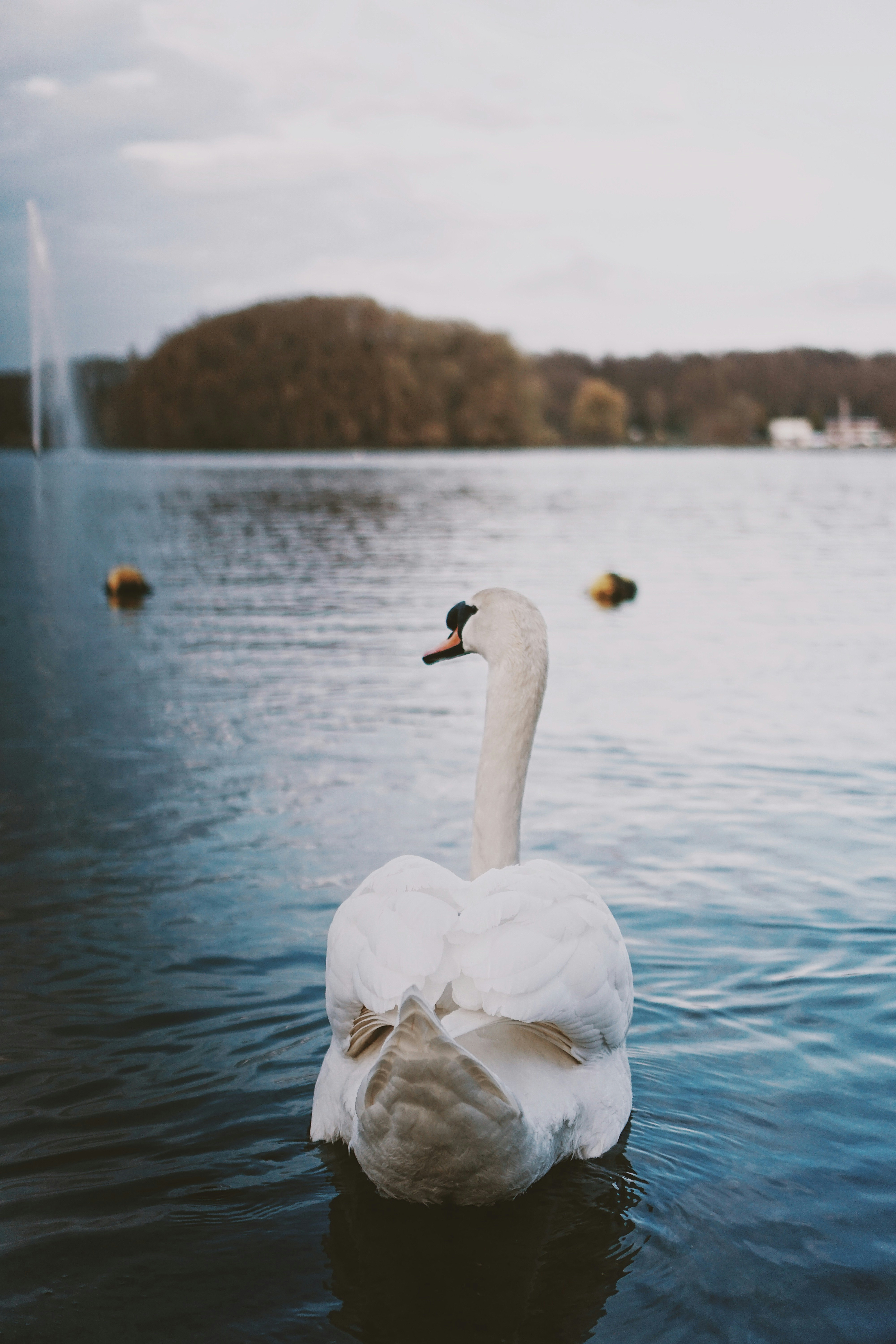 white swan on water during daytime